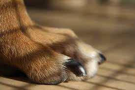 how to treat your dog s broken nail