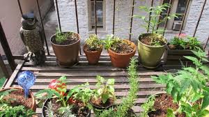 Urban Gardening 101 How To Plant In