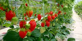 strawberry farming greenlife 2023