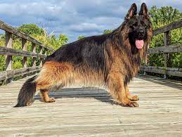 top pet s for german shepherd dog