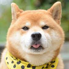 We've gathered more than 5 million images uploaded by our users and sorted them by the most popular ones. Pin By Pharrell On Dog Cute Puppies Cute Doge Shiba Inu Doge