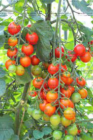 tomato gardeners delight organic