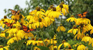 bring monarch erflies to your garden