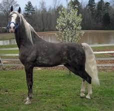 The tennessee walking horse or tennessee walker is a breed of gaited horse known for its flashy movement and unique four beat running walk. Tennessee Walking Horse Breed Information History Videos Pictures