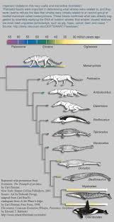 Cetacean Evolution Whale Evolution Introduction To The