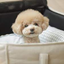 top 10 best toy poodle in houston tx