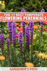 17 Flowering Perennials That Will Grow