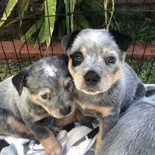Browse thru our id verified puppy for sale listings to find your perfect puppy in your area. Are You Energetic Enough For An Australian Cattle Dog K9 Web