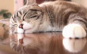 寝ている猫の写真素材｜写真素材なら「写真AC」無料（フリー）ダウンロードOK