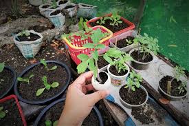 sugbusog vegetable gardening project