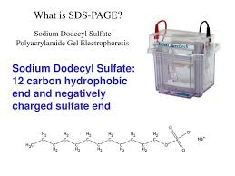 ppt what is sds page powerpoint