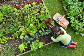 gardening for beginners 21 tips to