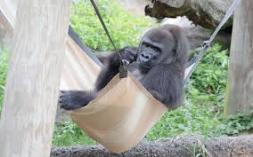 baby registry for its pregnant gorilla