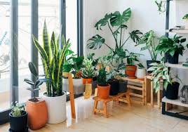 21 Common Indoor Plant Myths That