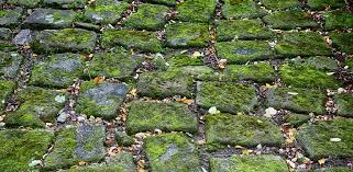 How To Get Rid Of Moss Between Pavers