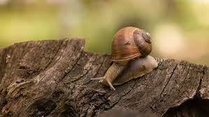 are slugs and snails good for your garden