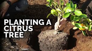 how to plant citrus trees from start to