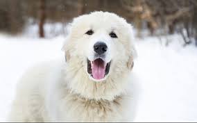 Puppy training classes are highly recommended. How Much Does A Great Pyrenees Cost It S Dog Or Nothing