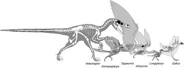 Maybe you would like to learn more about one of these? Downsized Dinosaurs The Evolutionary Transition To Modern Birds Evolution Education And Outreach Full Text