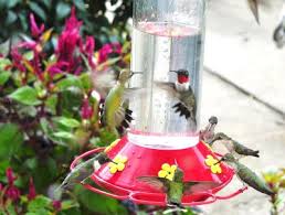 best hummingbird feeders review 2022