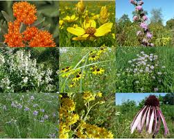 prairie garden for sunny sites with dry