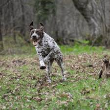 german shorthair pointer puppy growth