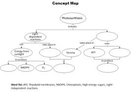 Photosynthesis Concept Map Flow Chart Electronically Fillable