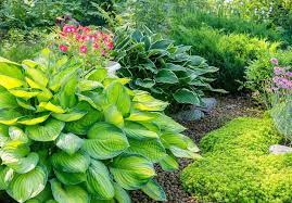 Hosta Care Planting And Pruning