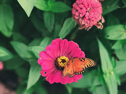 zinnias will attract erflies and