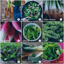 quick growing crops for fall winter