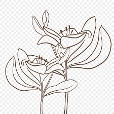 lily flower white transpa lily