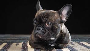 French bulldog information including personality, history, grooming, pictures, videos, and the akc the french bulldog has the appearance of an active, intelligent, muscular dog of heavy bone they were given the name bouledogue français. French Bulldog Names 100s Of Ideas To Inspire You