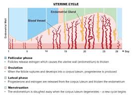 Menstrual Cycle Bioninja