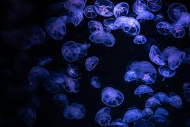 jellyfish desktop wallpaper pictures