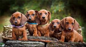 dachshund breed information long