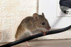 How To Get Rid Of Mice Rats Get Rid
