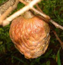 What's the malayalam word for apple? File Custard Apple Jpg Wikimedia Commons