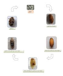 life cycle of anthrenus flavipes