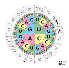 dna and rna codon tables wikipedia