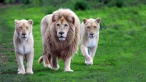 Résultat de recherche d'images pour "le lion animal description"