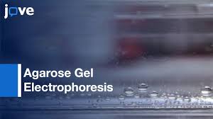 agarose gel electropsis for the
