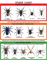 Spiders In Florida Chart Insect And Spider