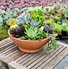 low bowl mixed succulent planter