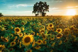 Sunflower Field California Images