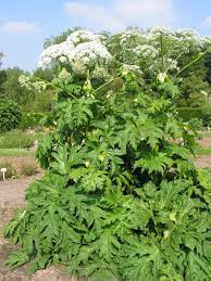 giant hogweed spreading in ontario