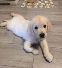Our available puppies come see our golden retriever available puppies. Retired Or Special Needs Dogs From Dog Breeders Golden Retriever Rescue