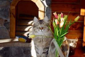 But if you inspect your cat's tummy closely, you can easily tell whether. Siberian Cats Heavnzsent Siberians