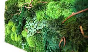 artisan moss plant paintings are