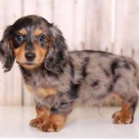 The dapple dachshund is a dachshund dog who has a particular pattern of spotting on its coat. Dachshund Puppies For Sale By Reputable Breeders Pets4you Com