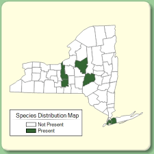 Stellaria holostea - Species Page - NYFA: New York Flora Atlas